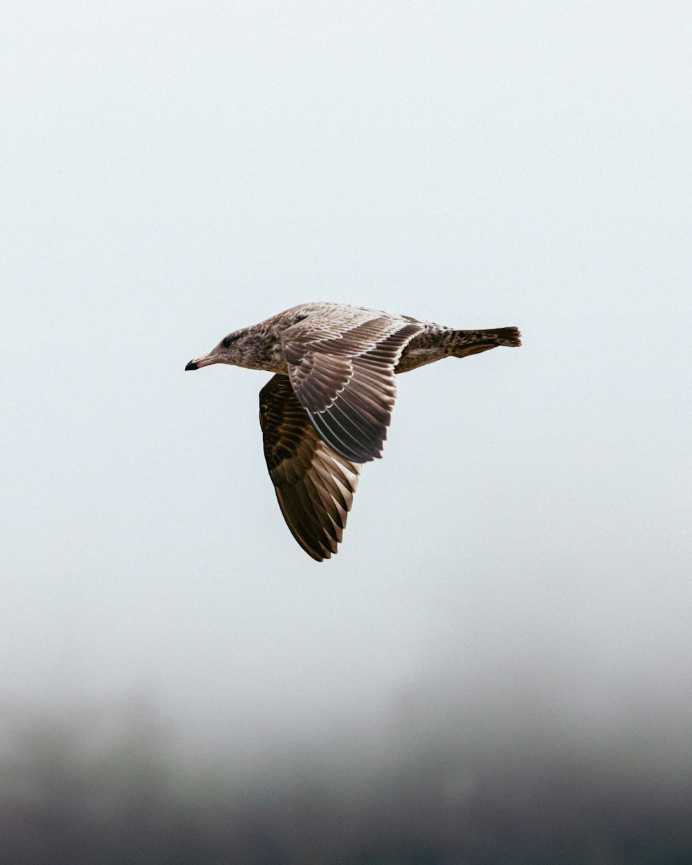 a bird flying in the sky