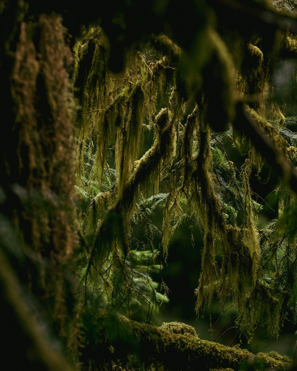 a forest at night