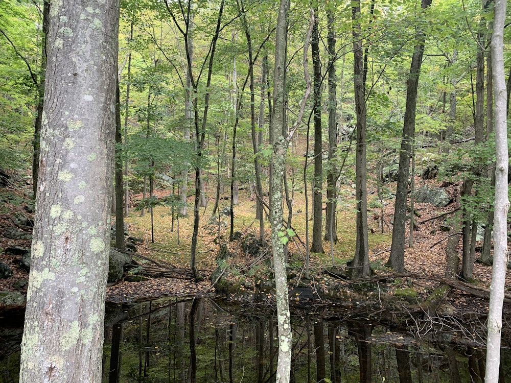 a wooden bridge in a forest