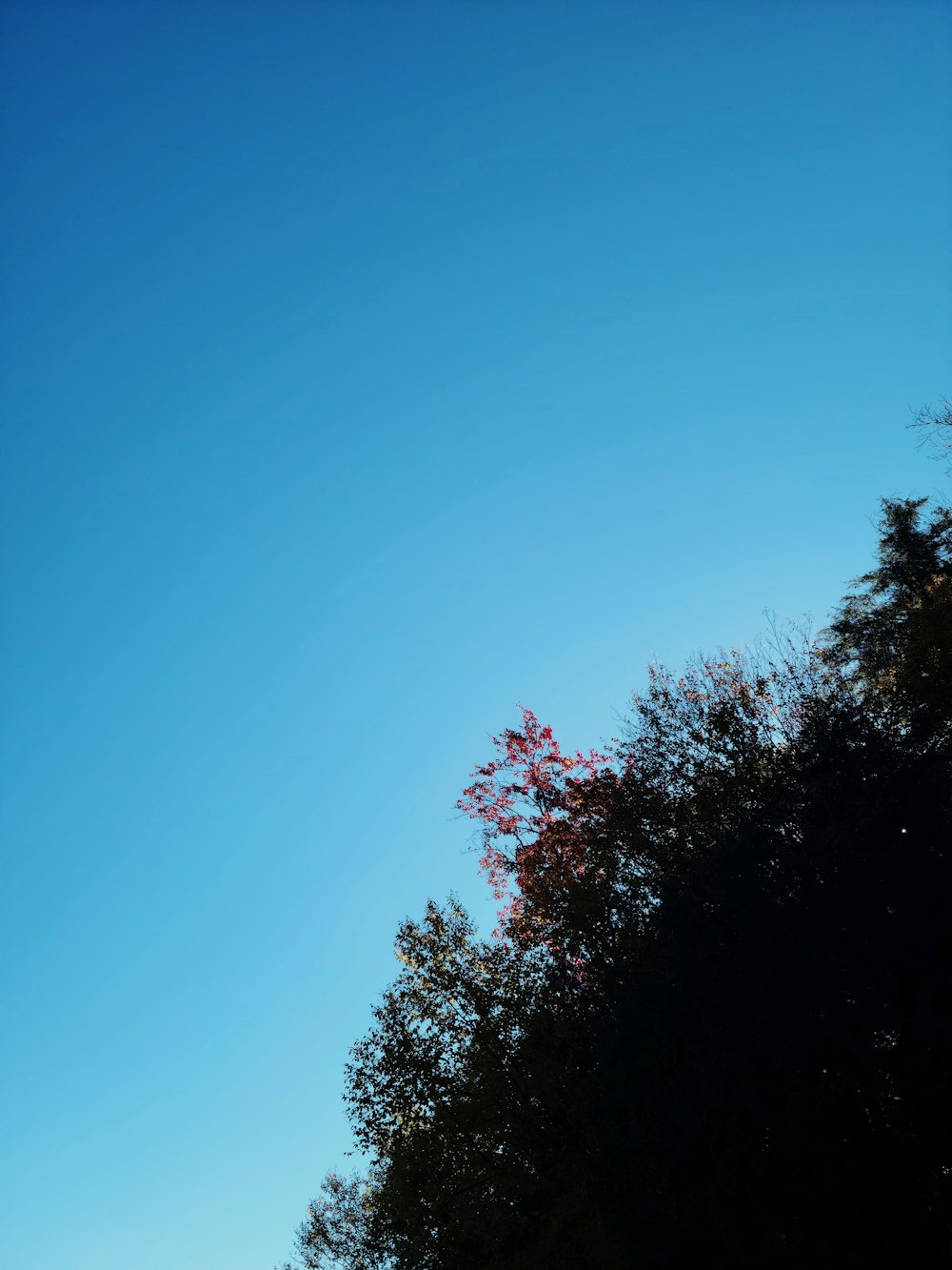a blue sky with trees
