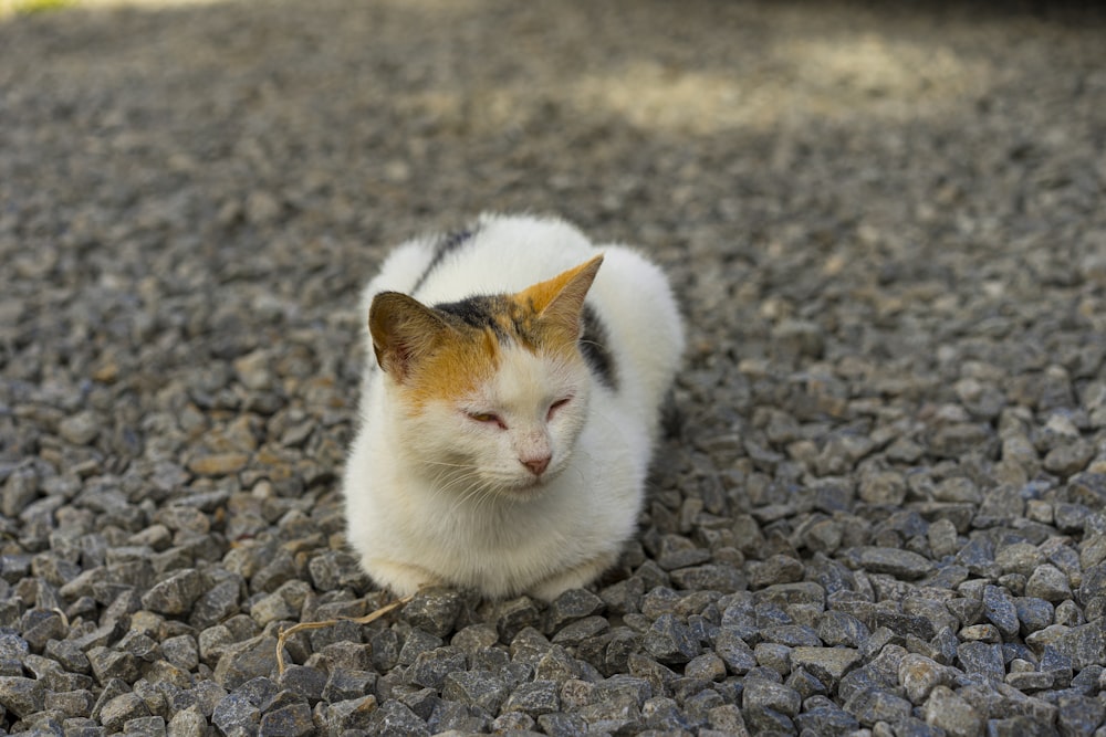 a cat lying on gravel