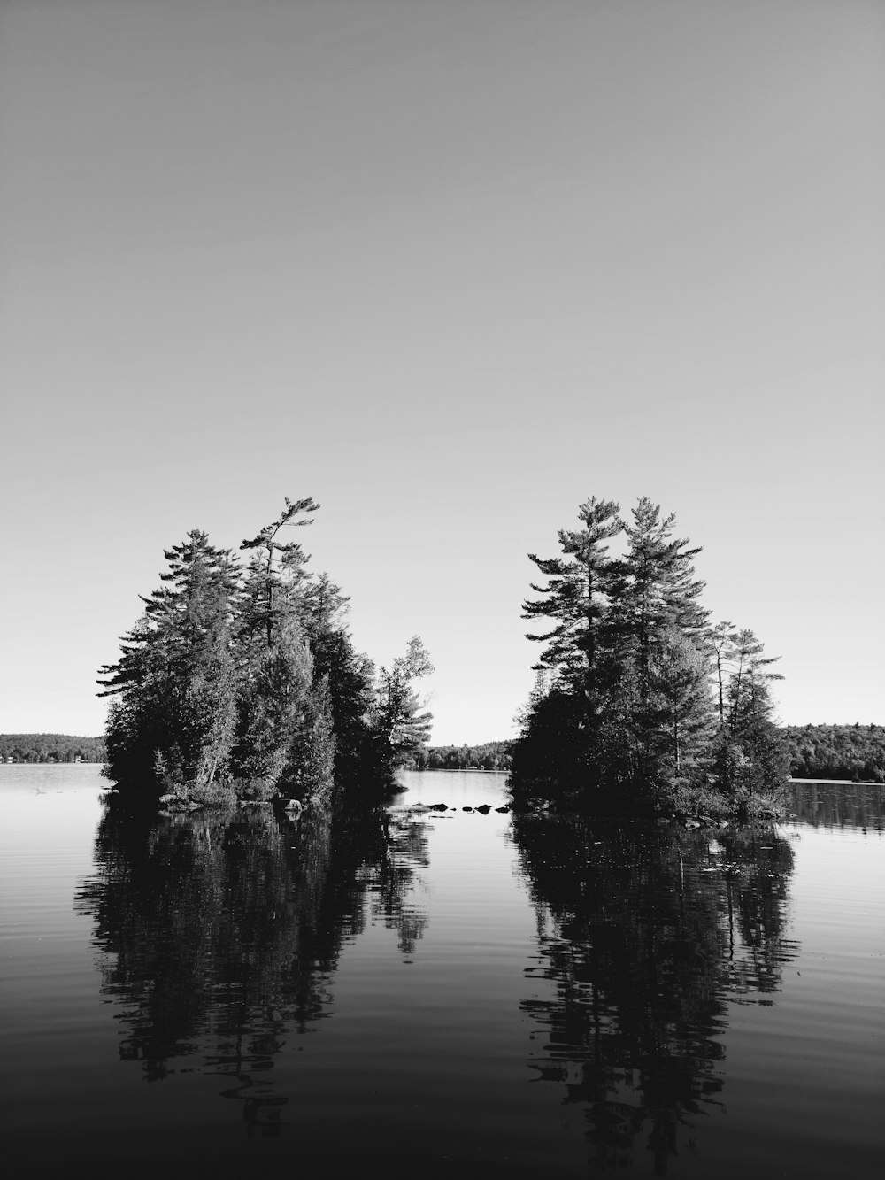a group of trees in a body of water
