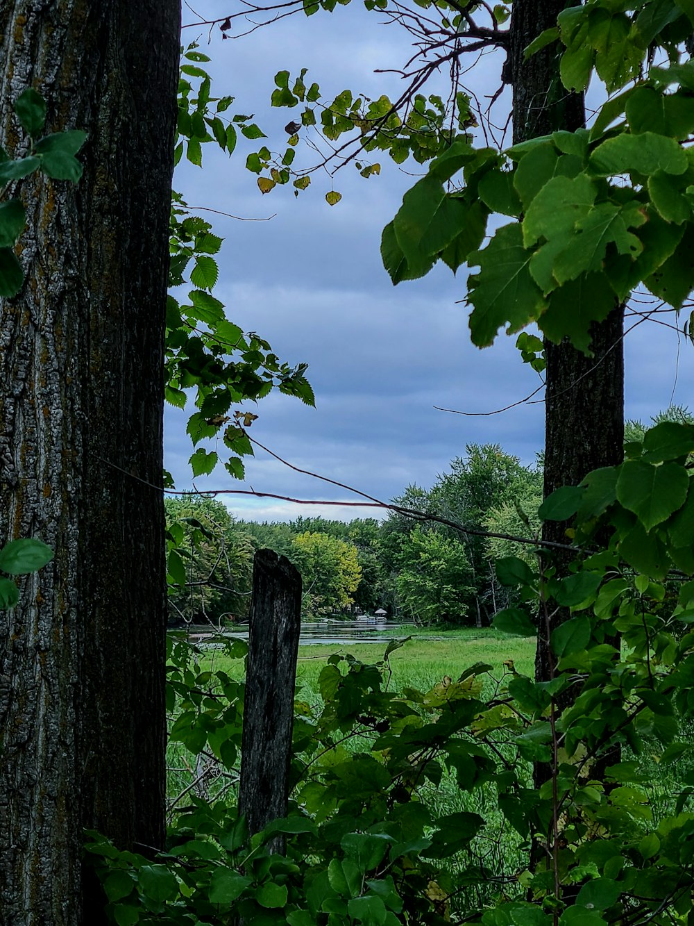 a fence and trees