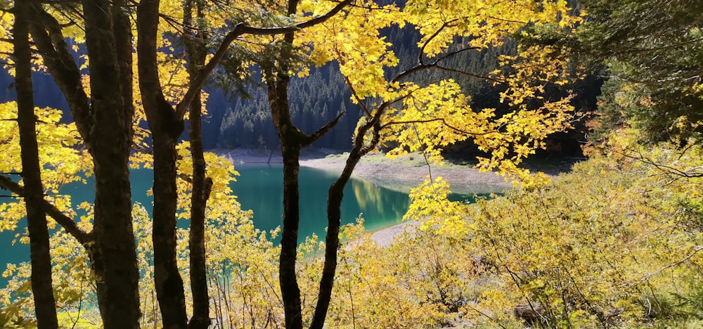 a view of a lake through trees