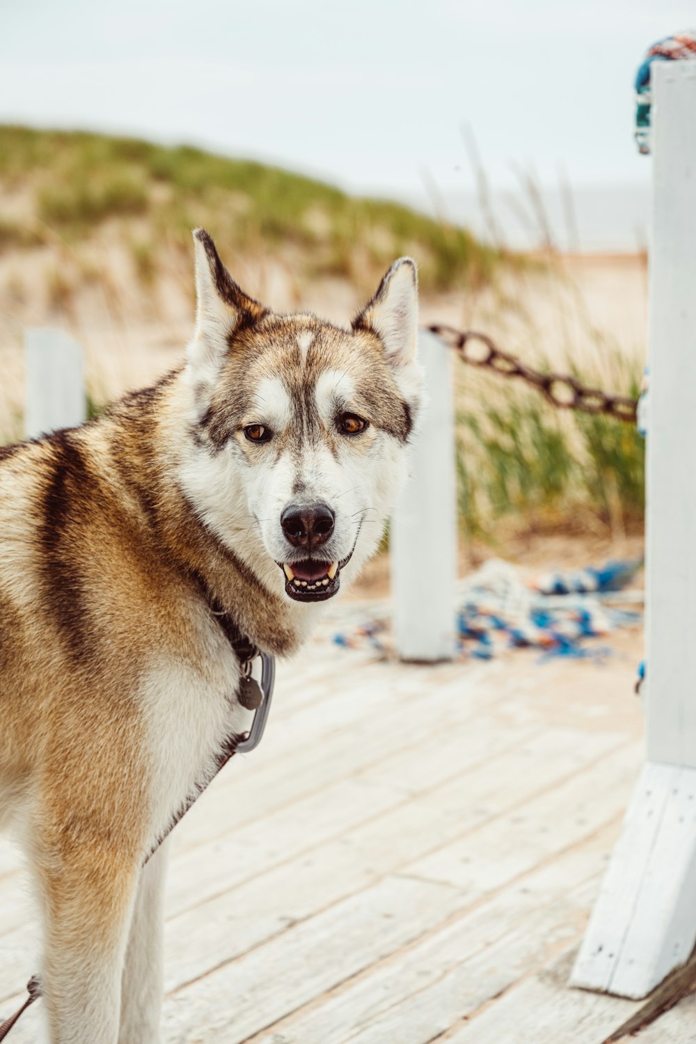 a dog standing on a deck