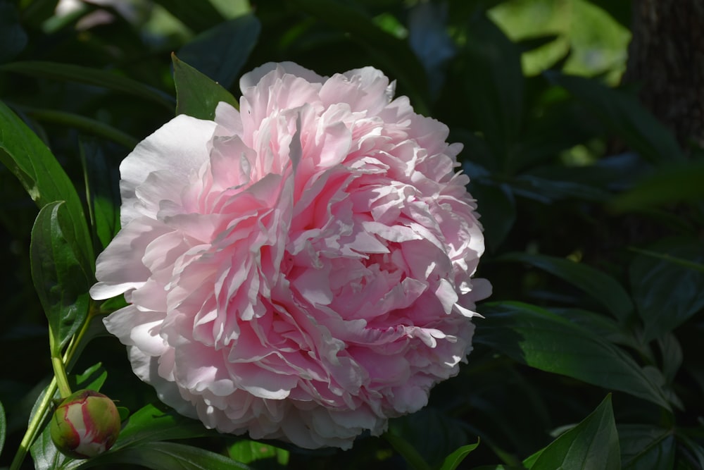 a pink flower with green leaves