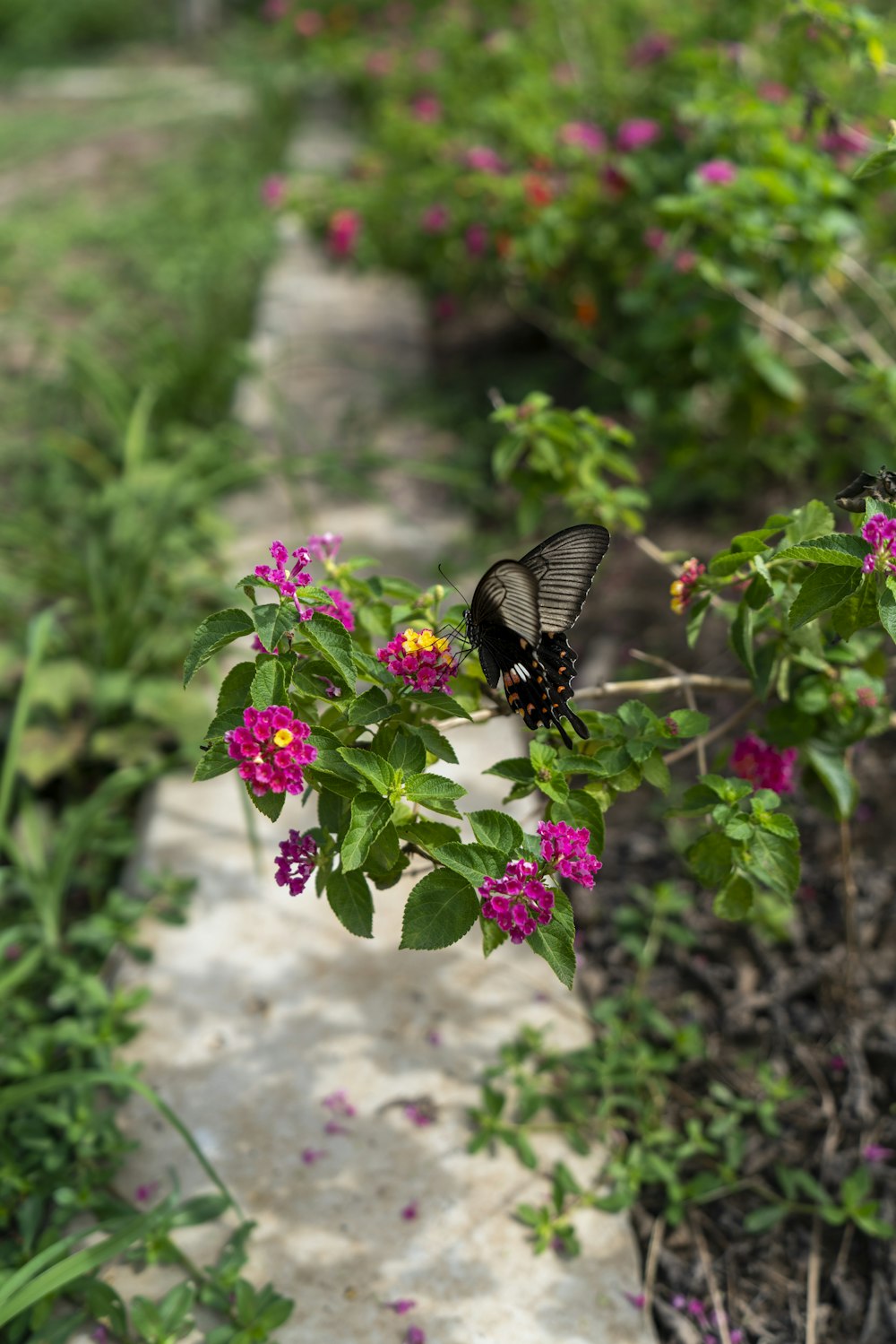 a butterfly on a flower