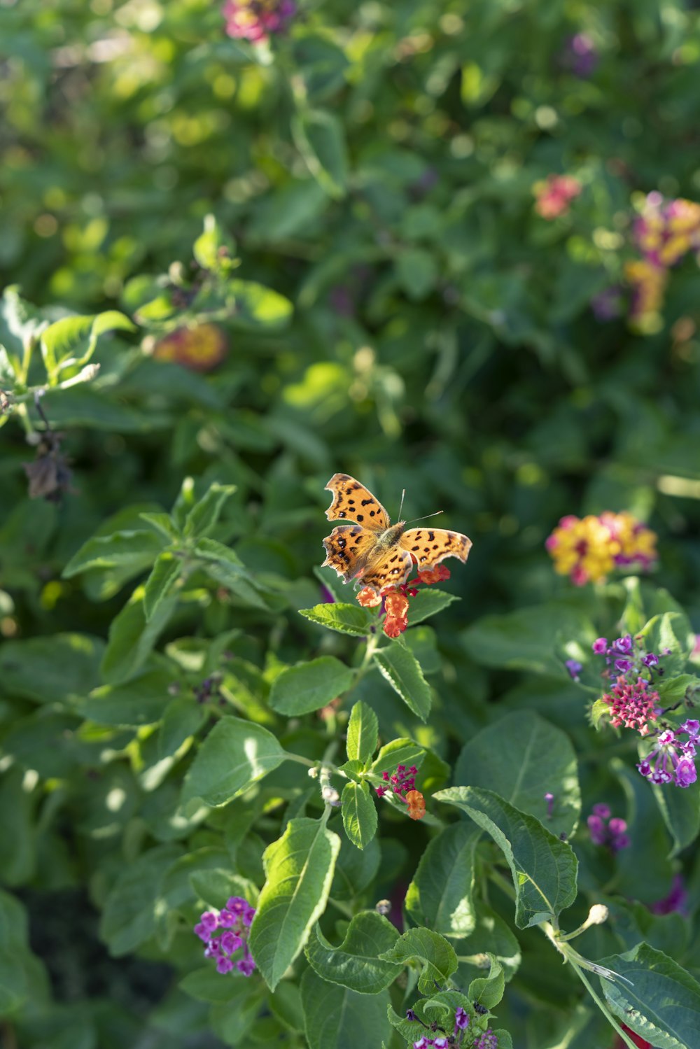 a butterfly on a flower