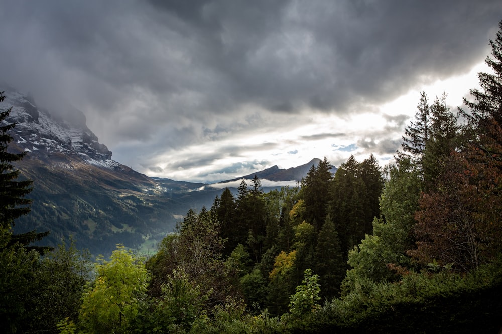 a forest with mountains in the background