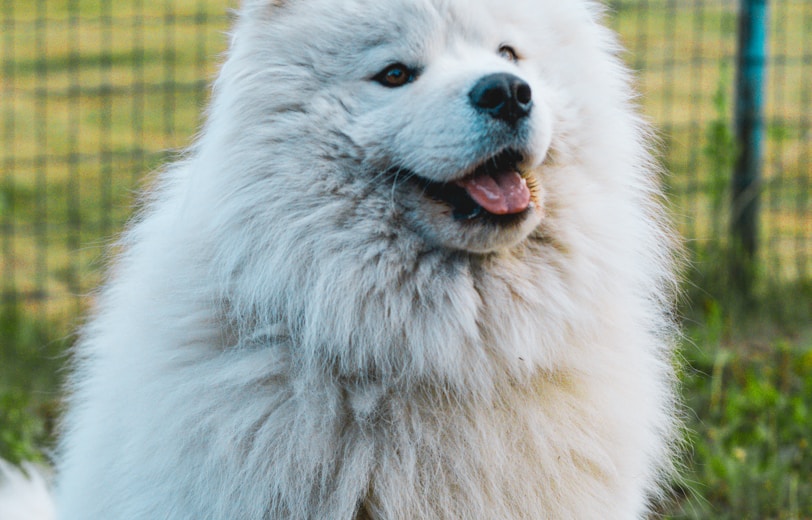 a white wolf in a fenced in area