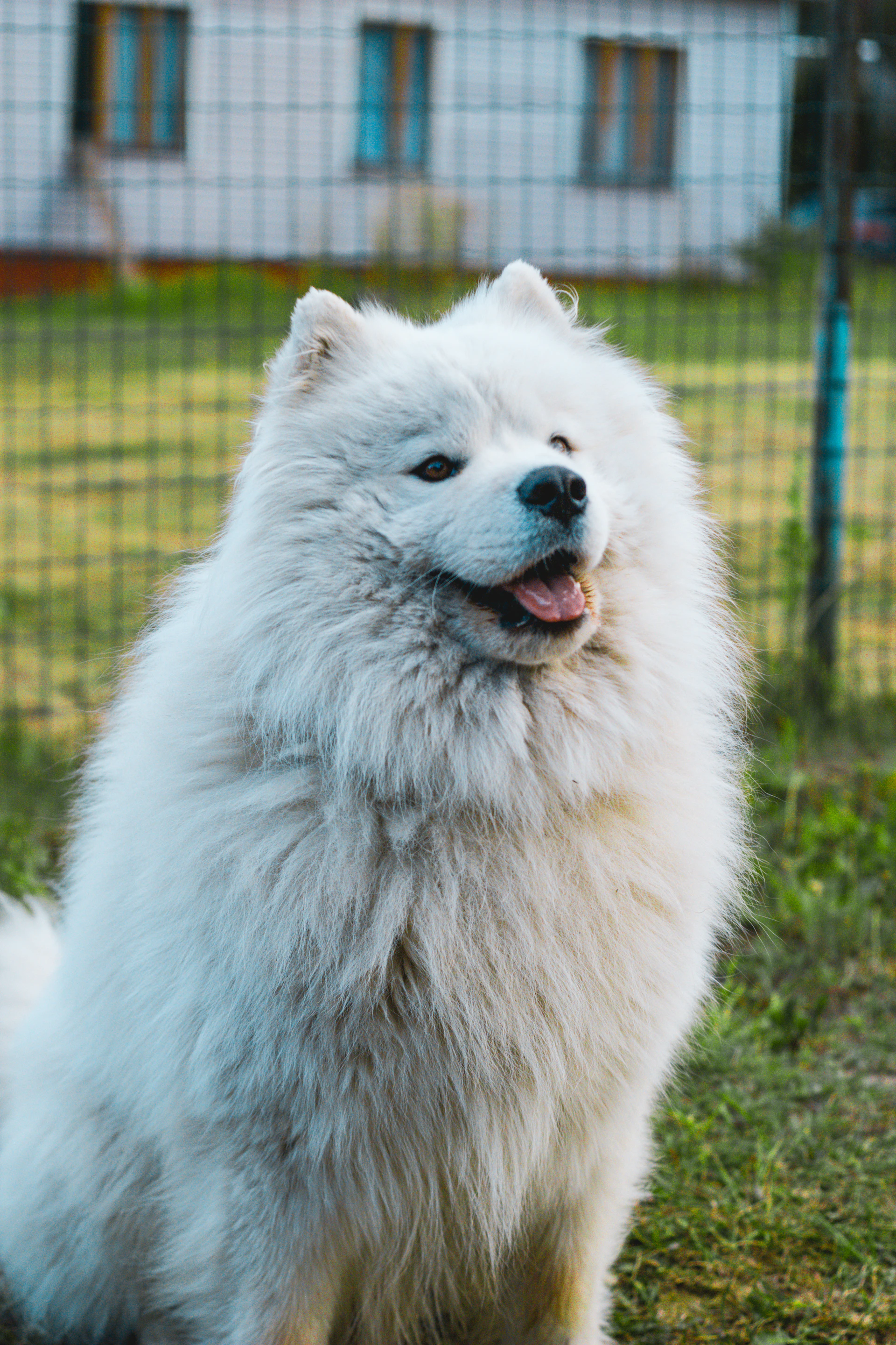 a white wolf in a fenced in area