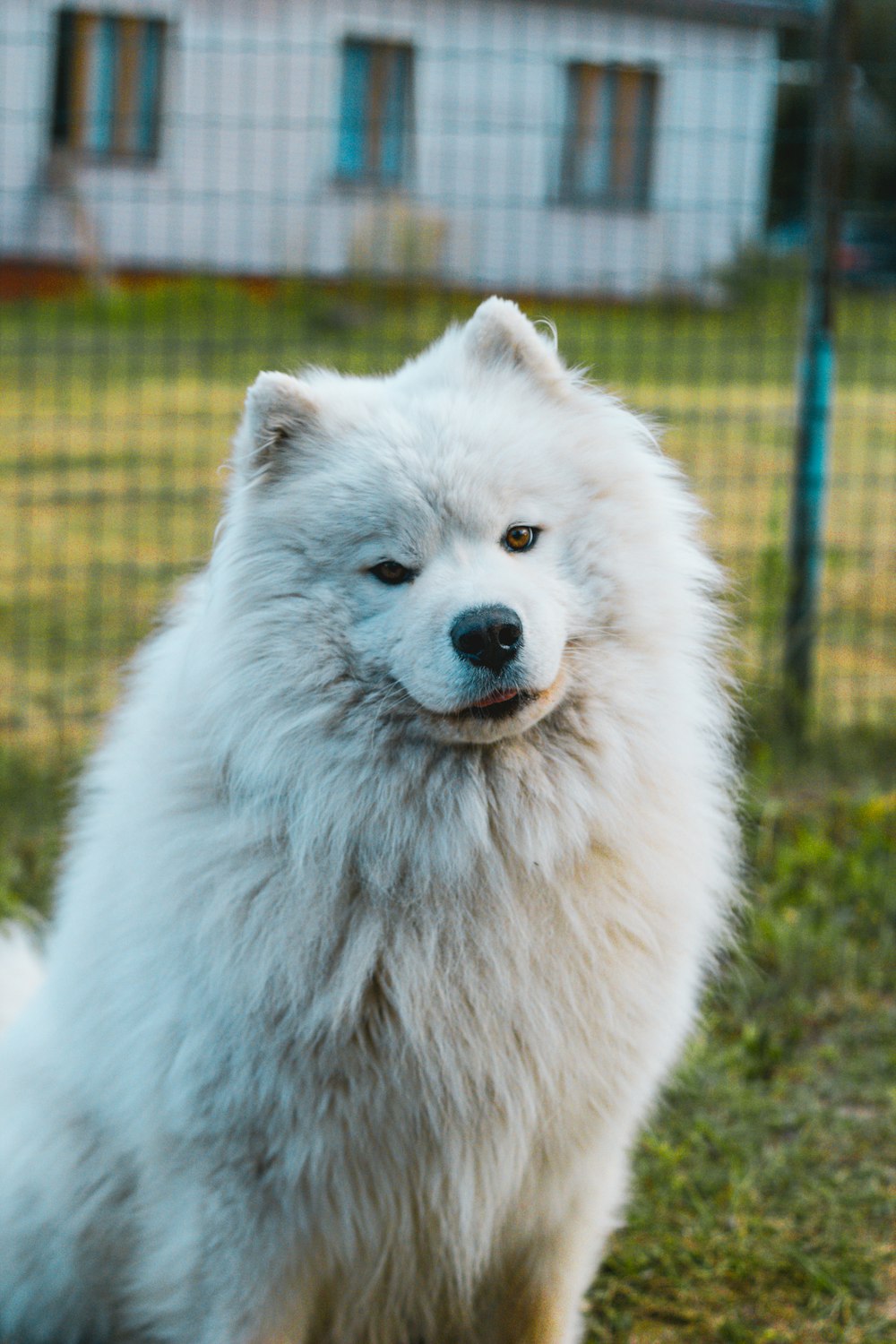 a white dog in a grassy area