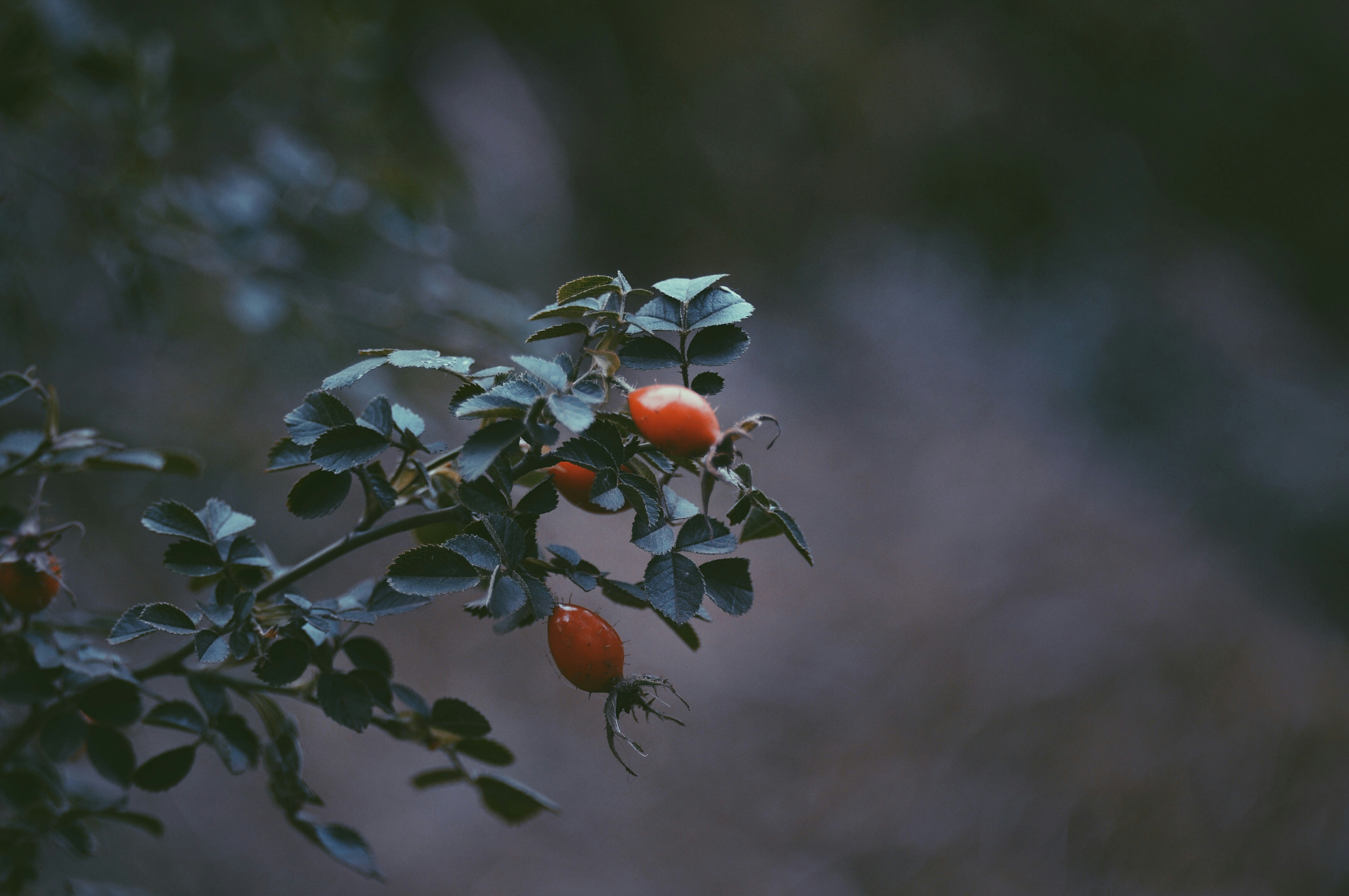 Rosehip branch with berries.