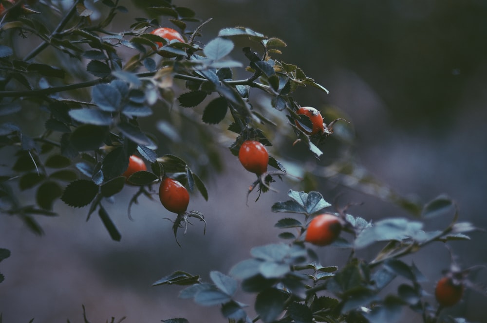 a group of fruits on a tree
