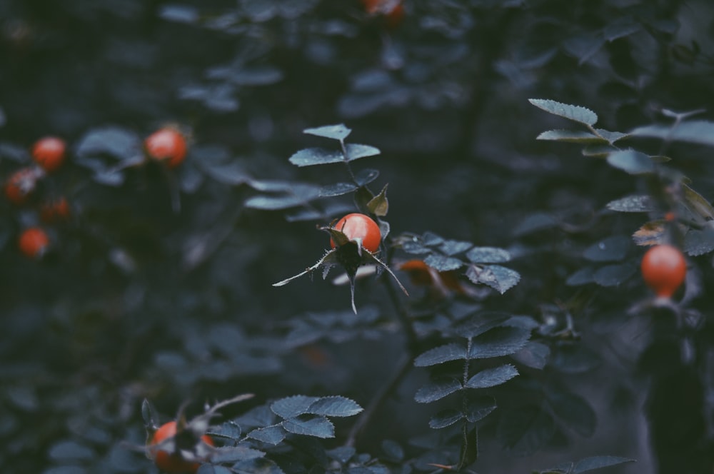 a close up of a plant with fruit on it