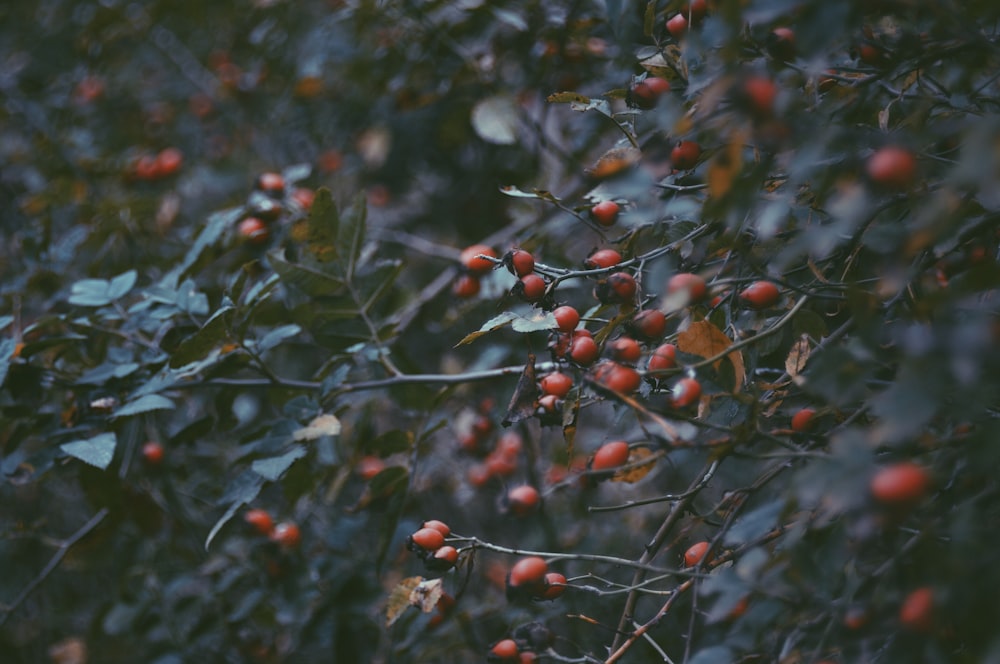 a bush with berries