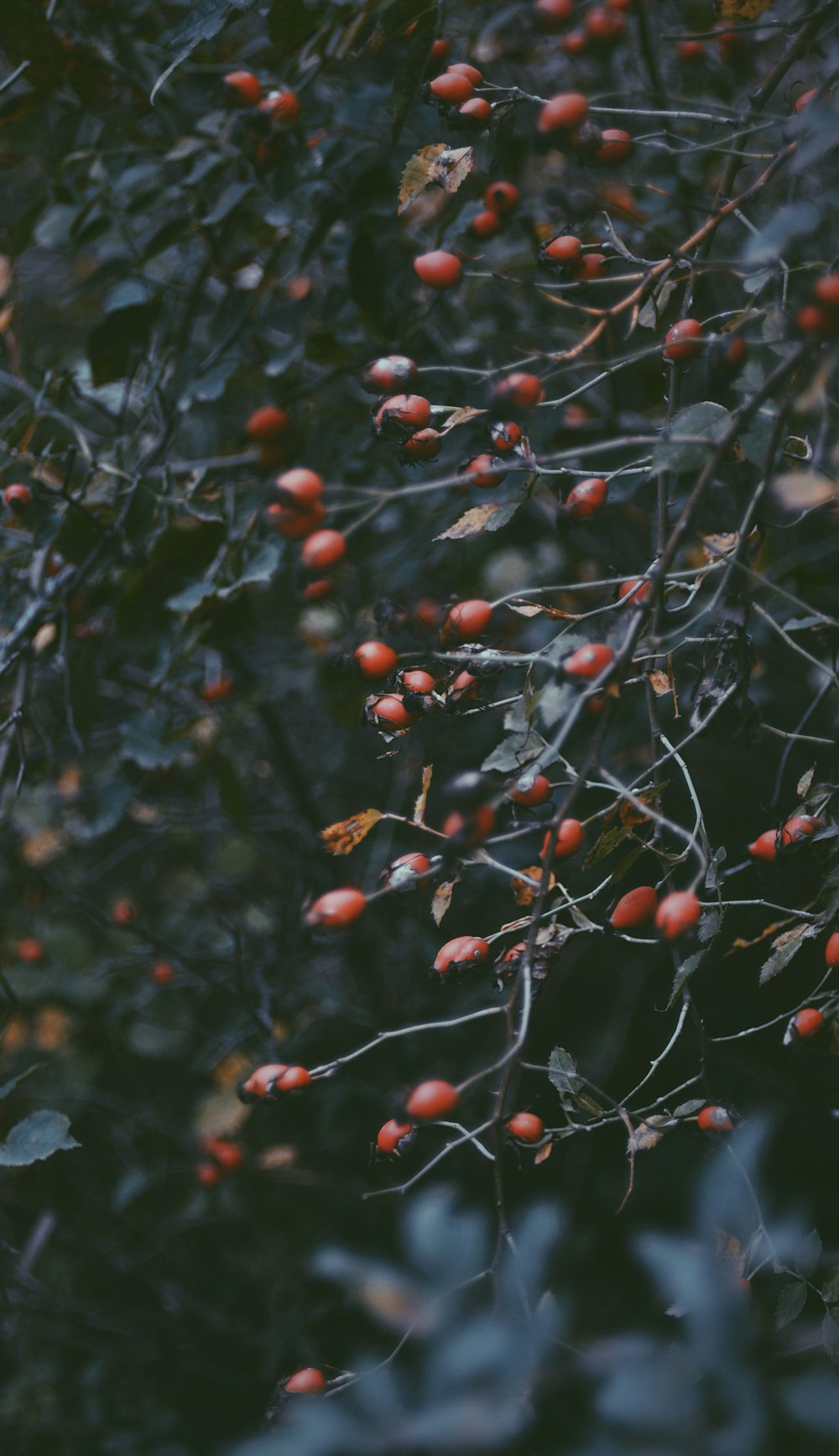 a tree with berries