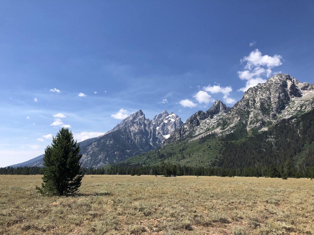 a grassy field with mountains in the background