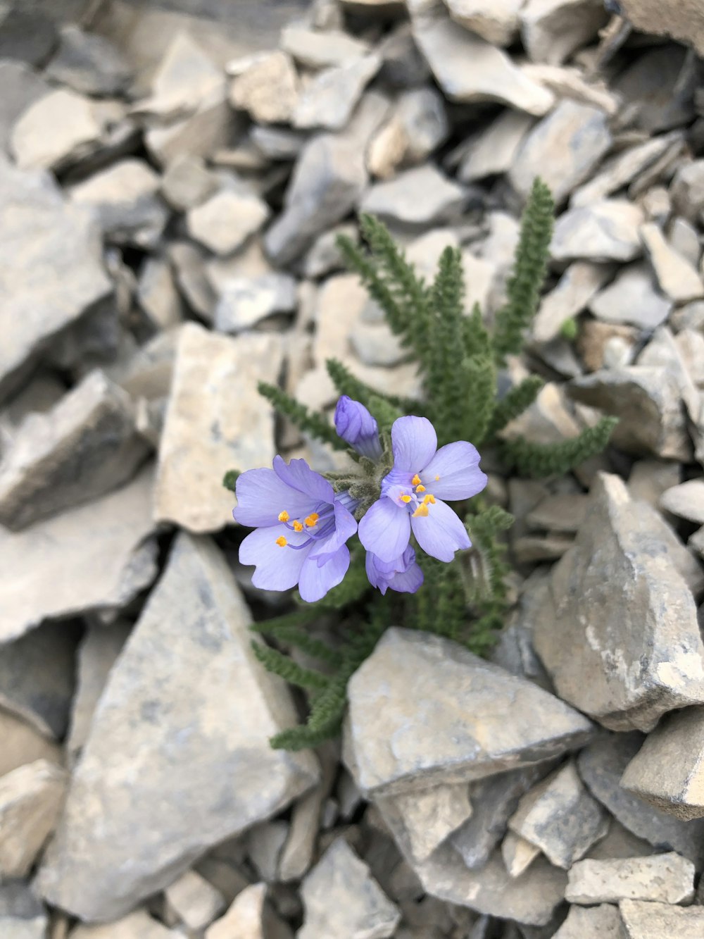 purple flowers on a rock
