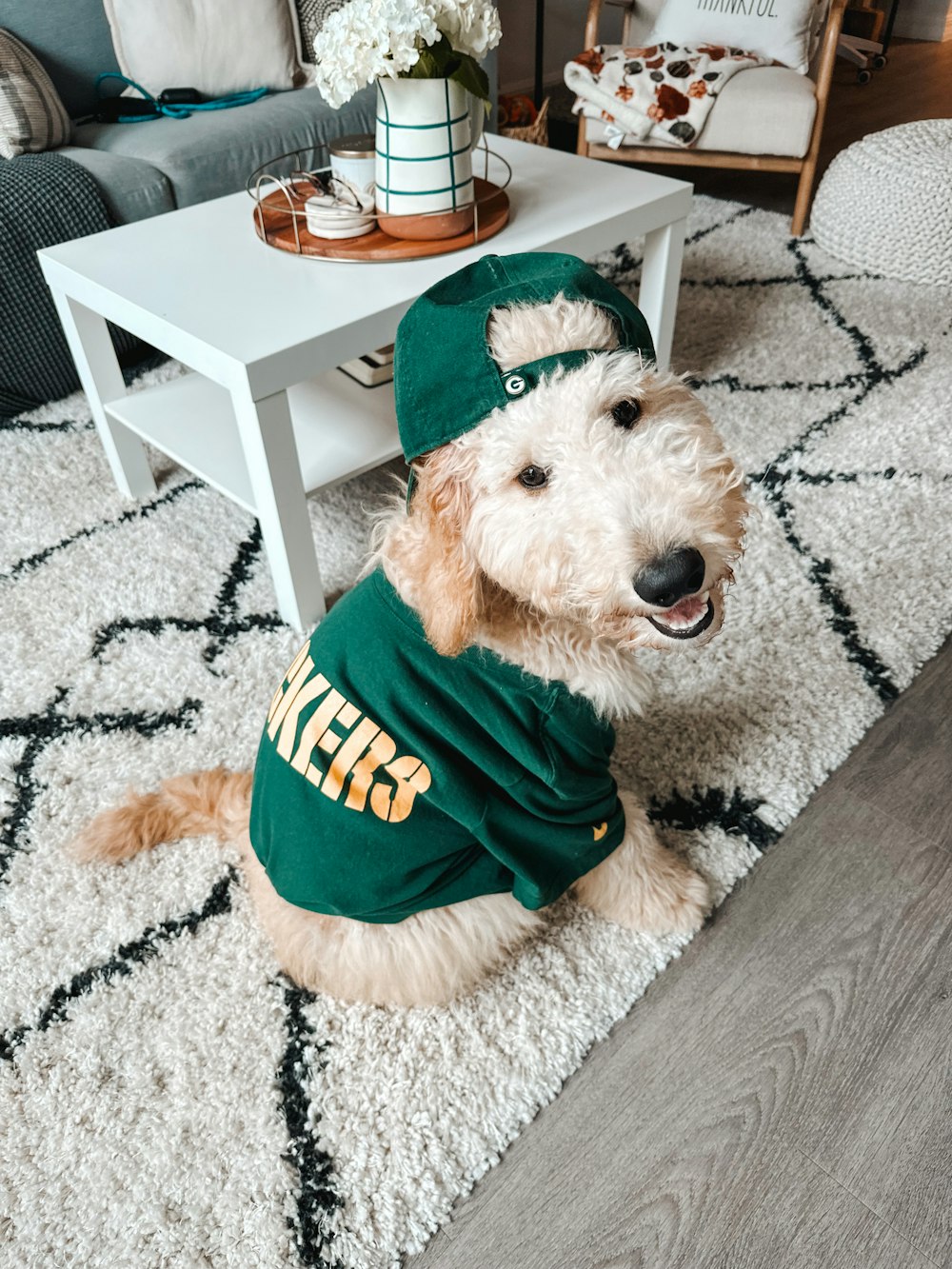 a dog wearing a garment