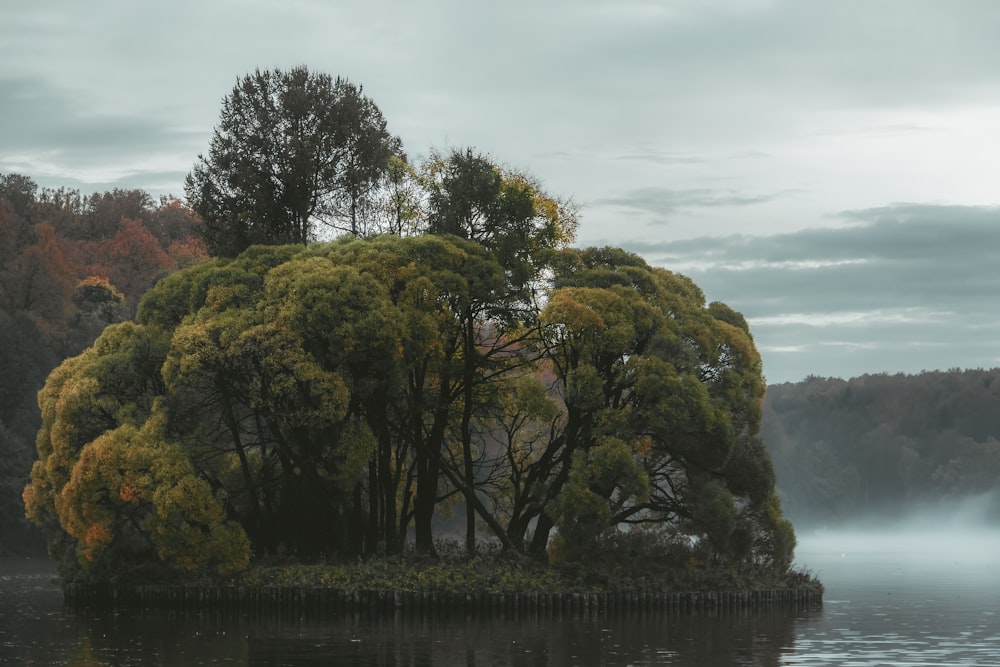 a group of trees next to a body of water