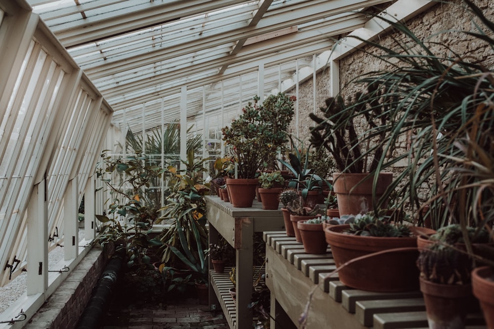 a greenhouse with potted plants
