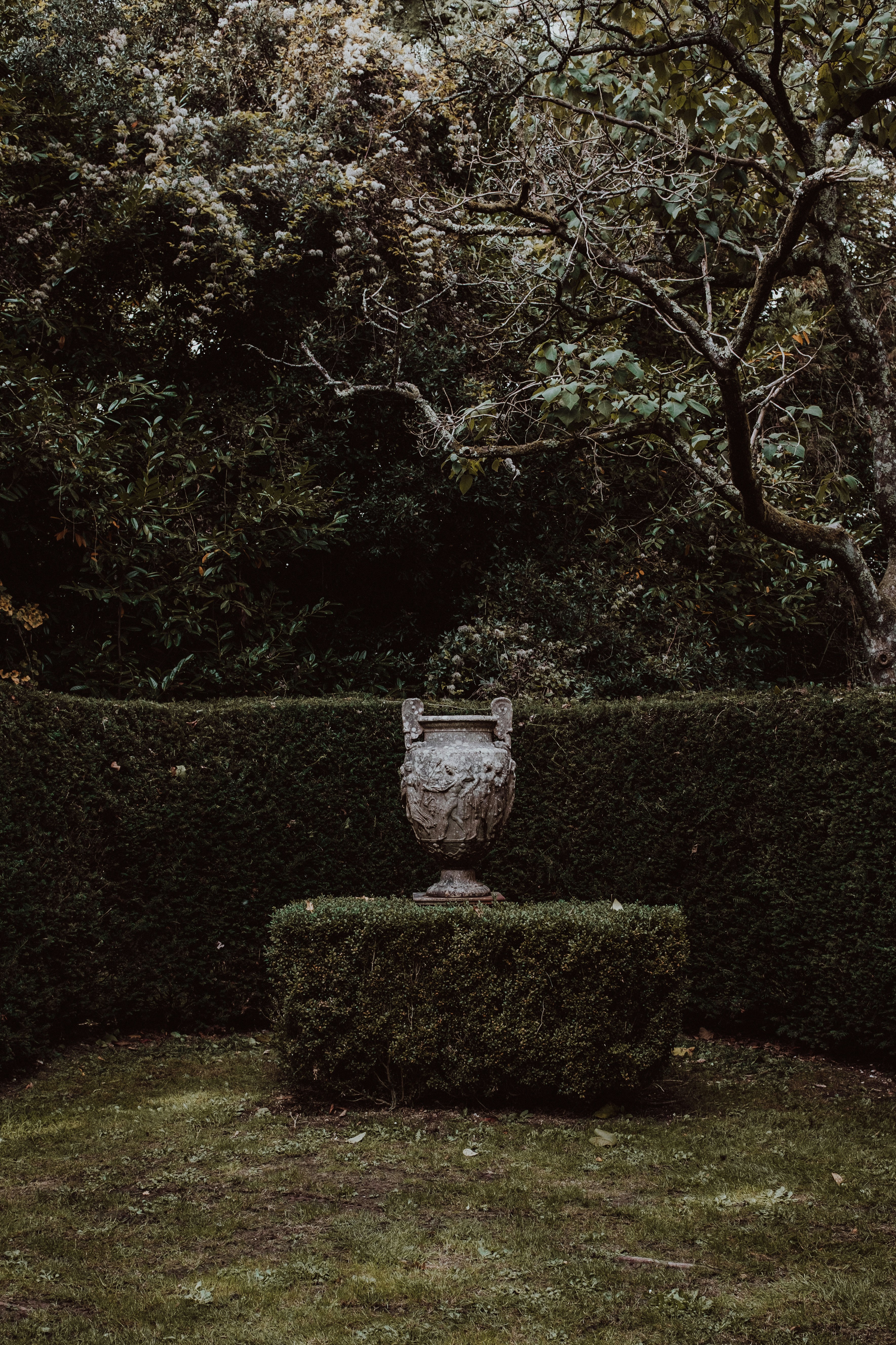 小さな緑の茂みの花瓶