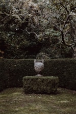 a vase on a small green bush