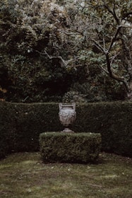 a vase on a small green bush