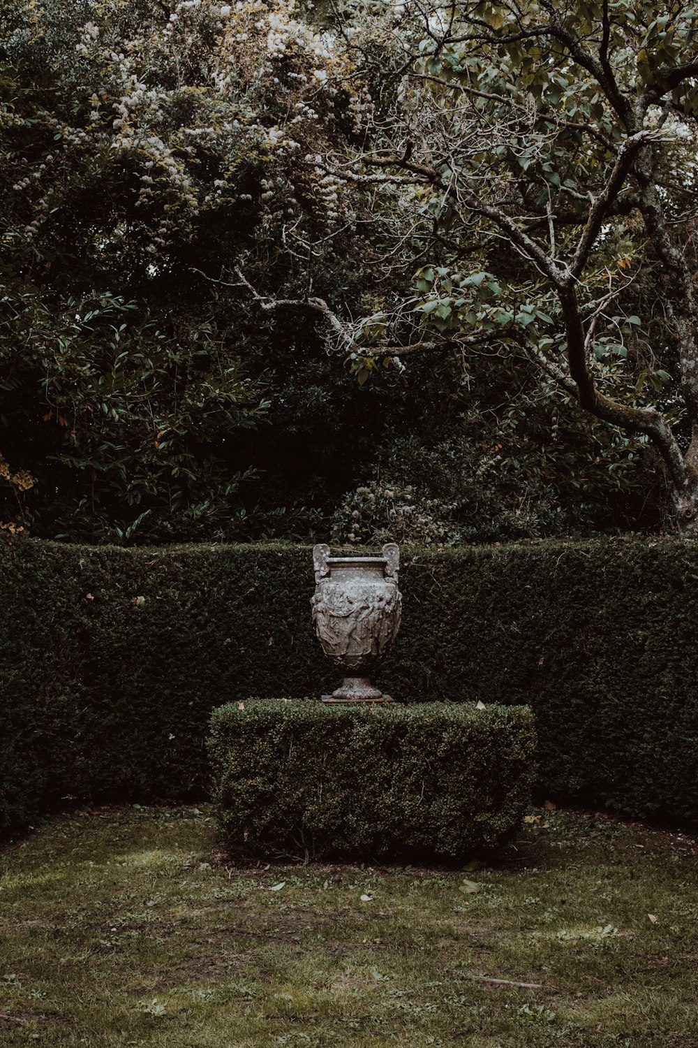 a vase on a small green bush