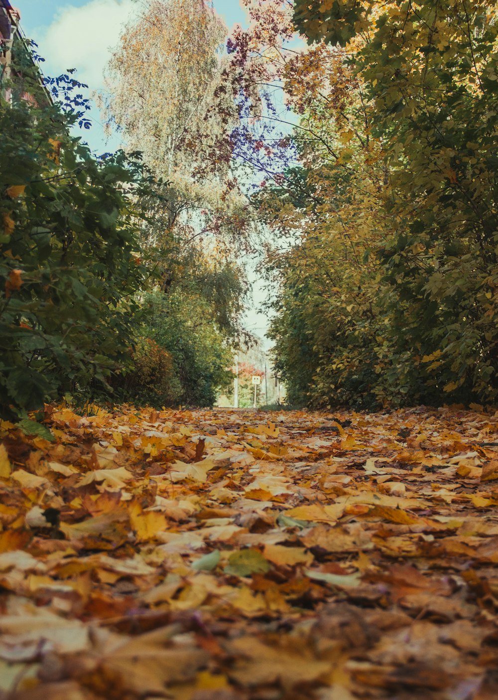 Un camino con hojas caídas