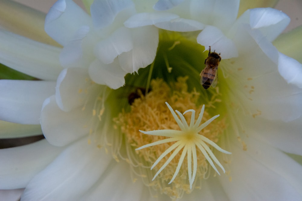 a bee on a white flower