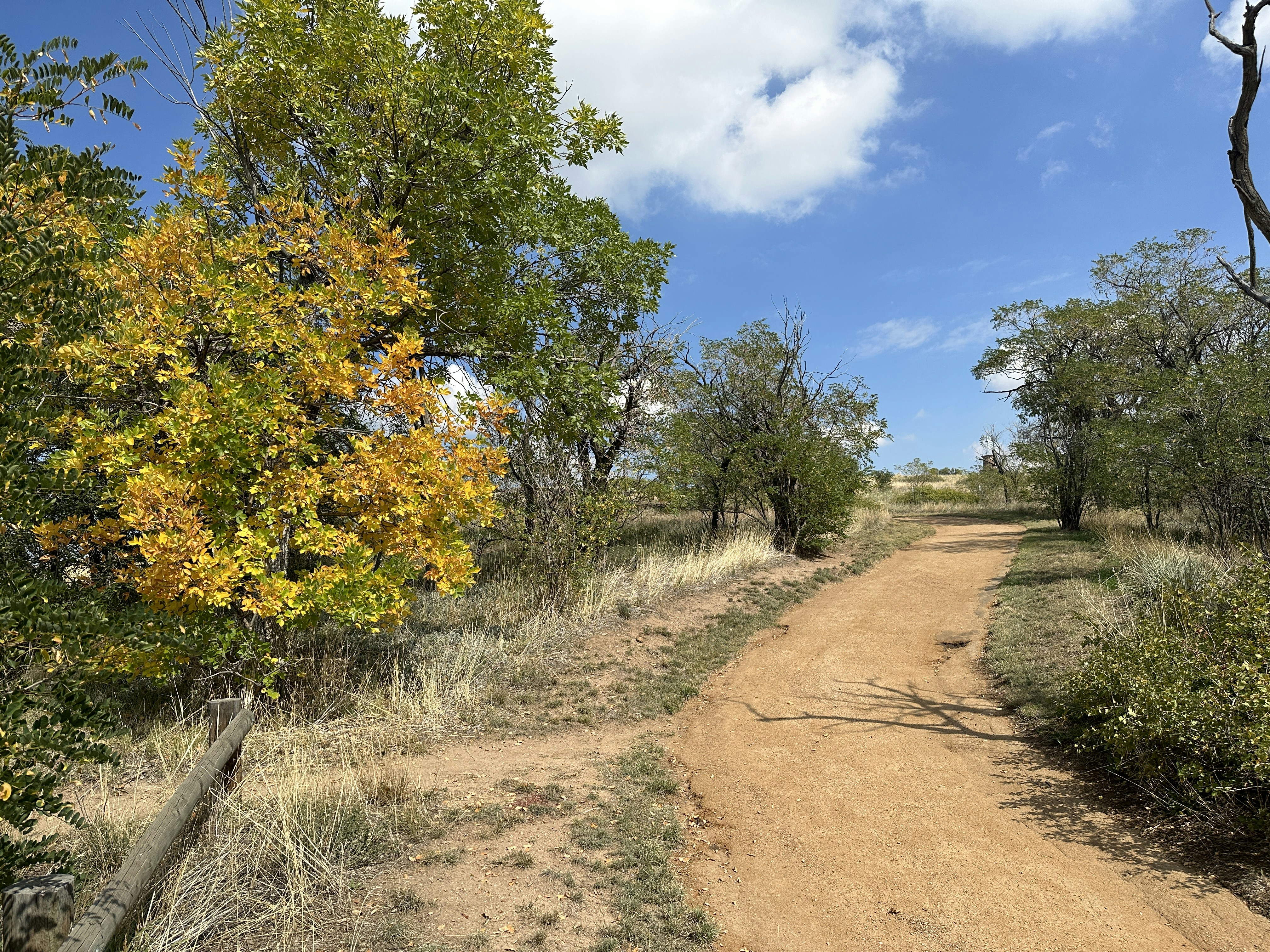 a dirt road with trees on either side of it