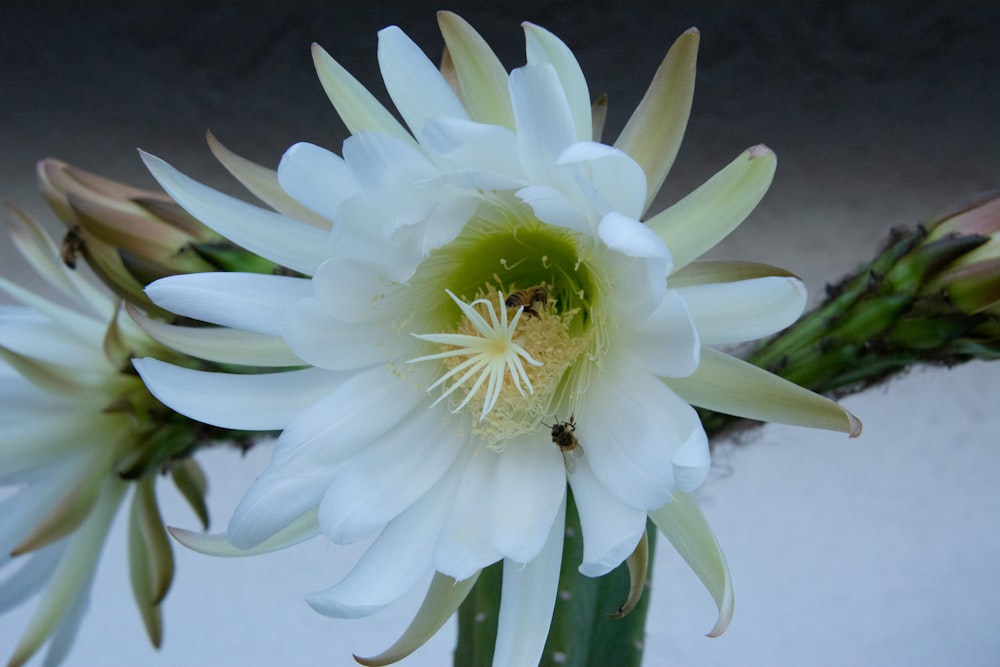 a white flower with green leaves