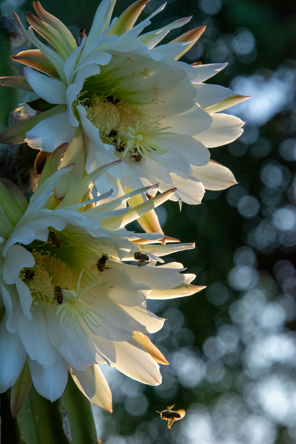 a bee on a white flower