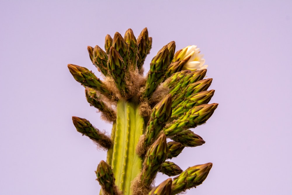 a close-up of a plant