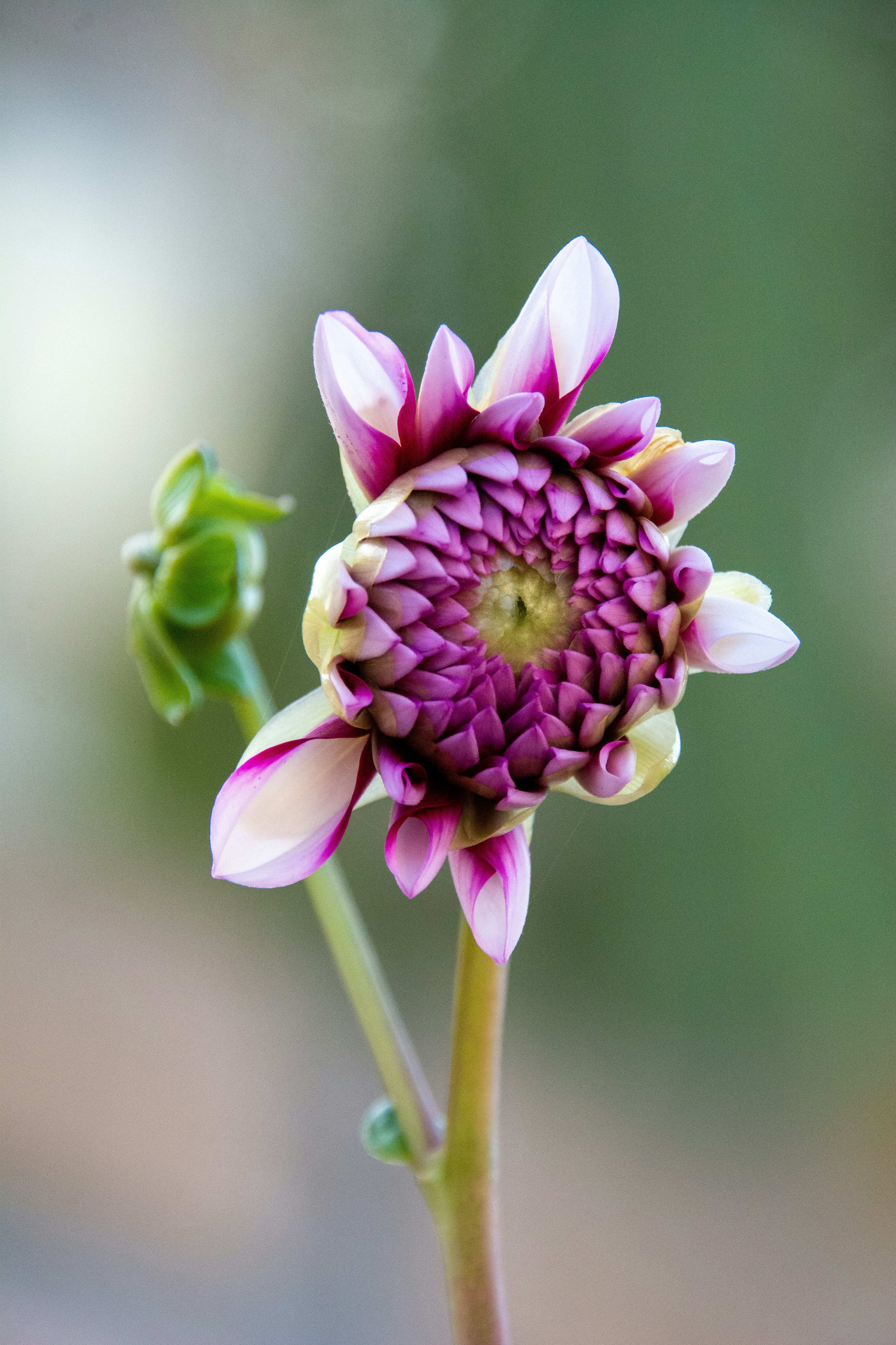 a close up of a flower