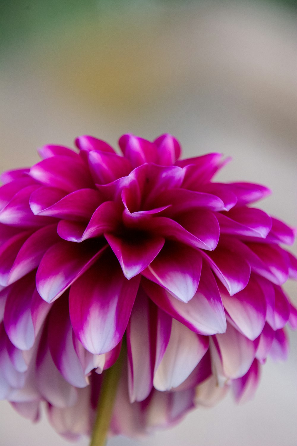 a pink flower with green leaves