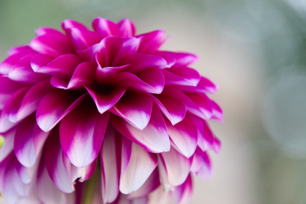 a pink flower with a green background