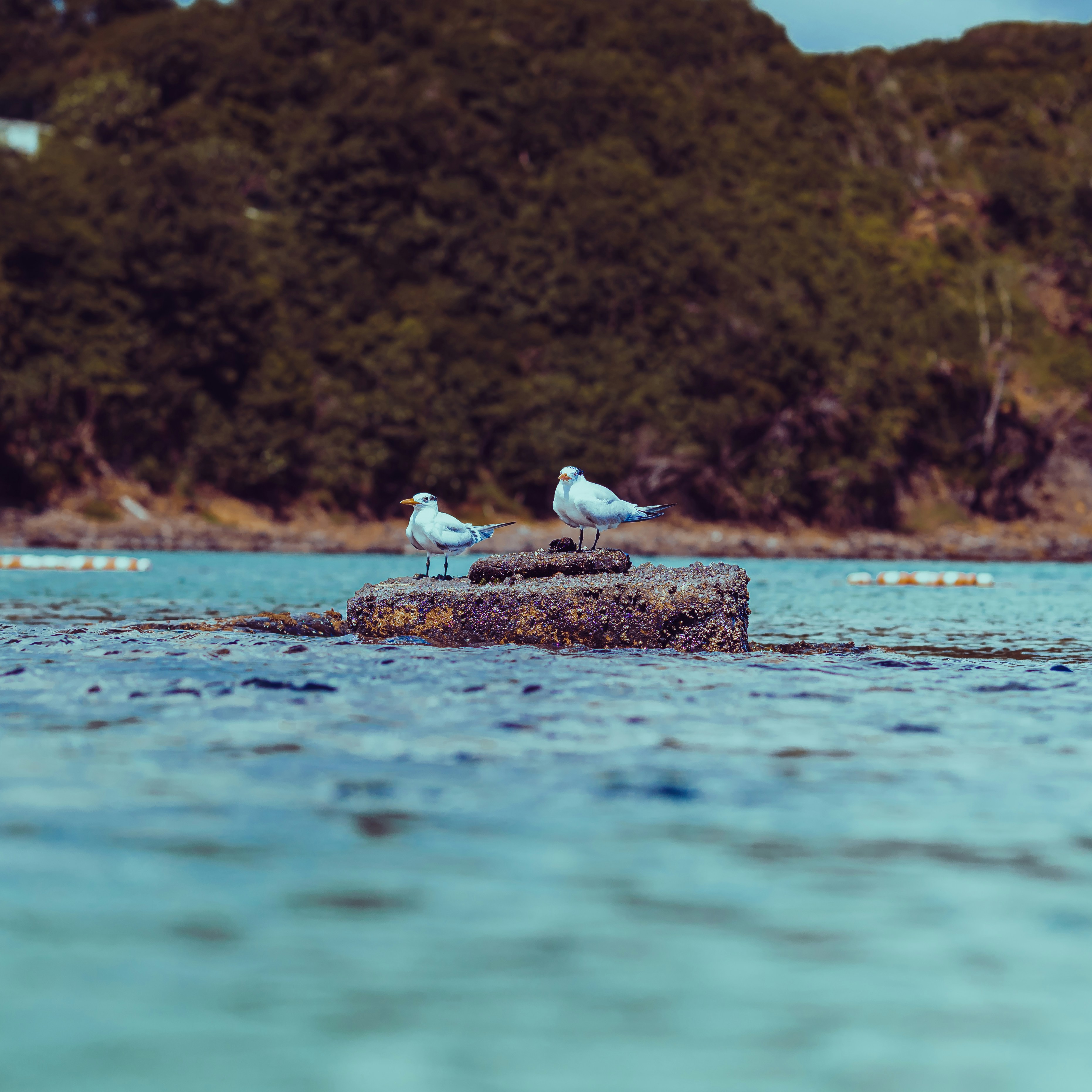 birds on a log in the water