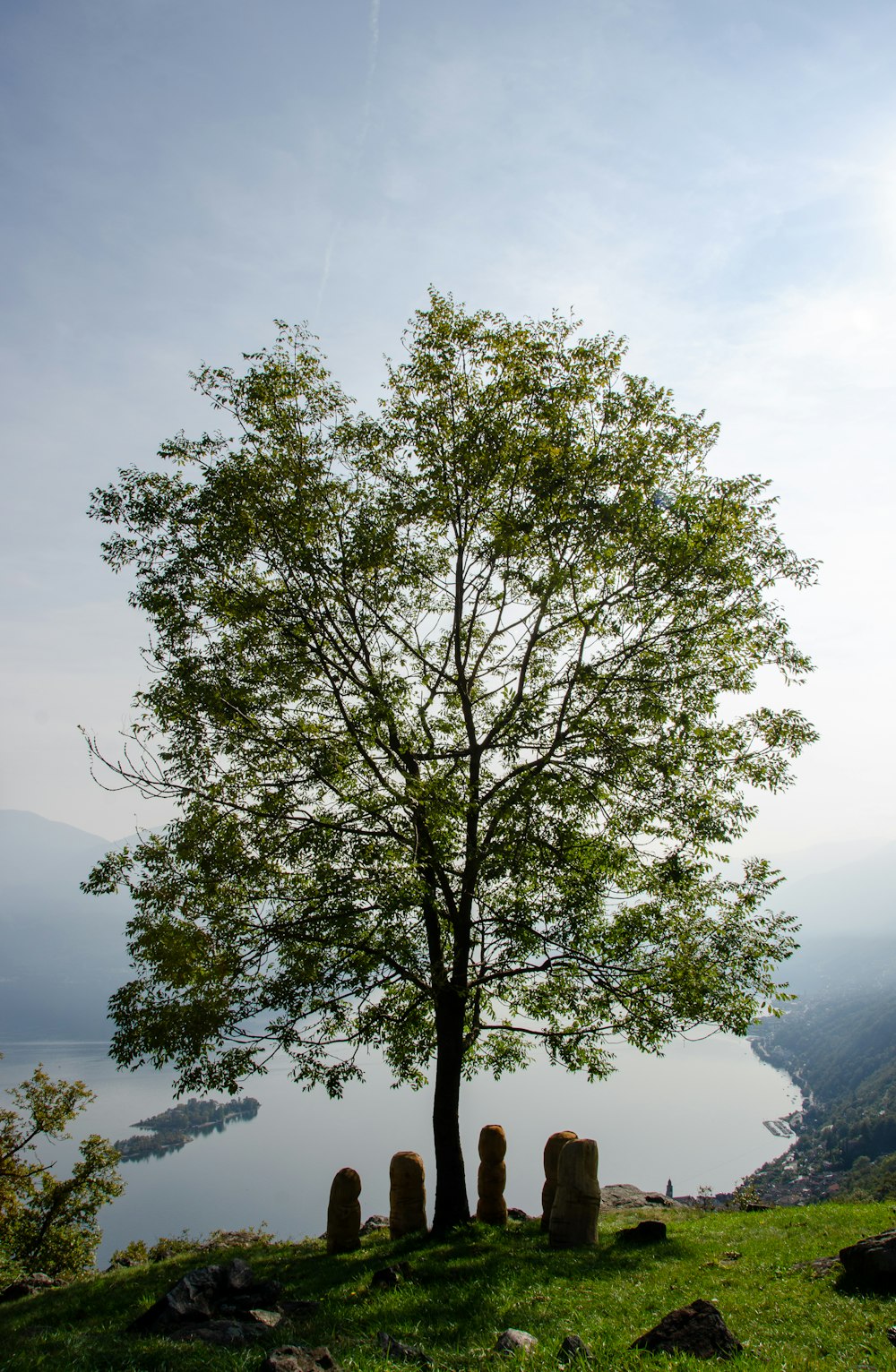 a tree in a field