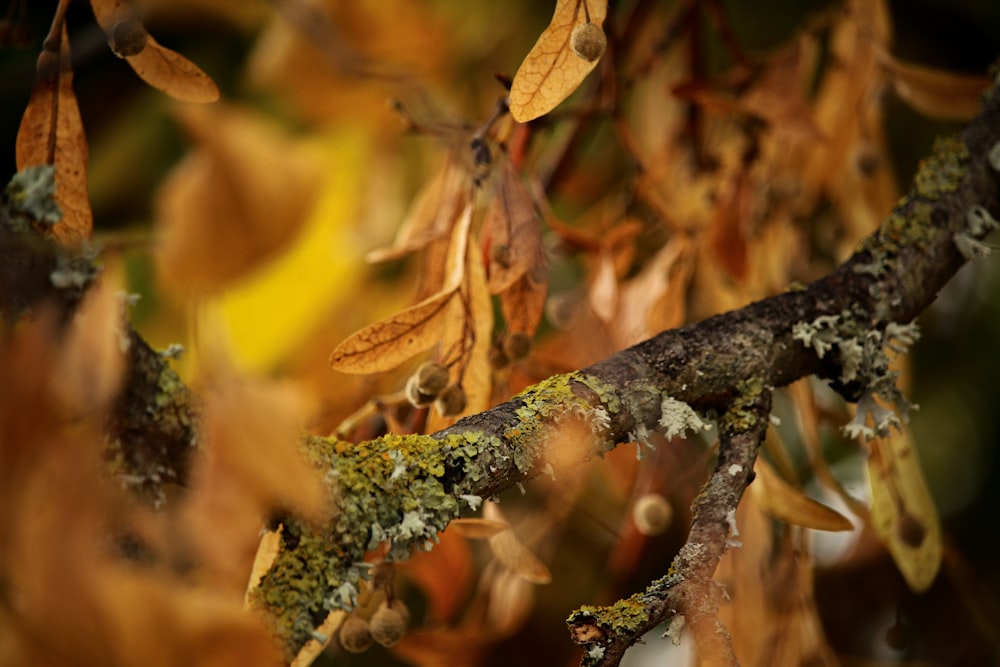 a close up of a tree branch