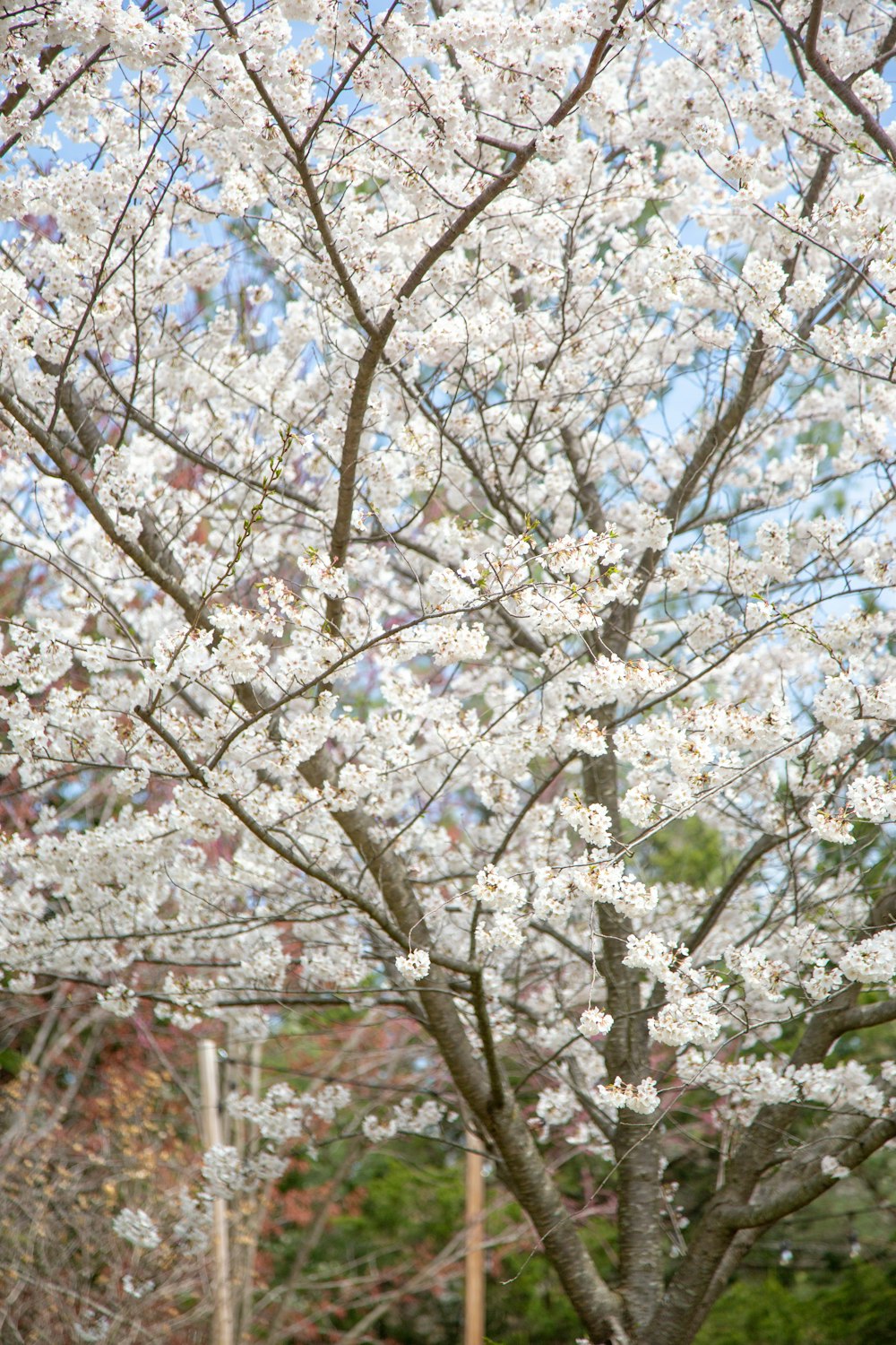 a tree with white flowers