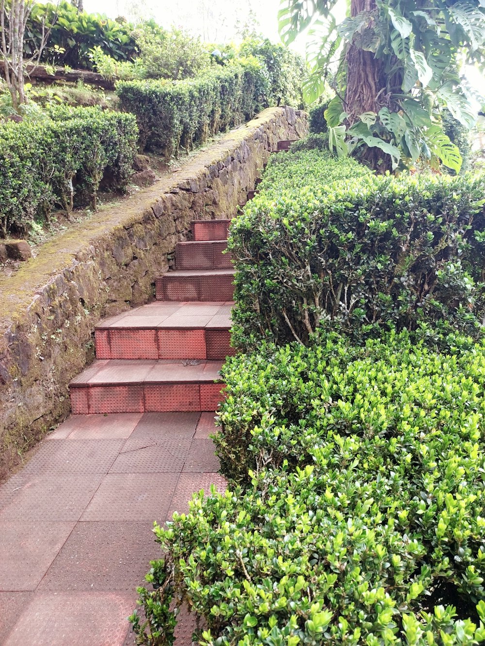 a brick pathway with plants and trees