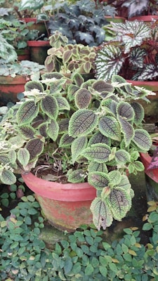 A collection of potted plants with various types of foliage, including a prominent plant with textured, green leaves in a large red pot surrounded by smaller plants. Different leaf shapes and patterns create a lush and vibrant scene.
