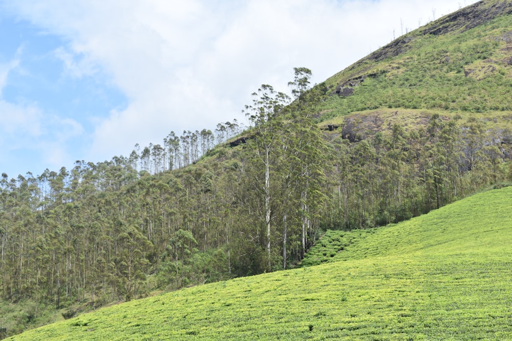 a grassy hill with trees on it