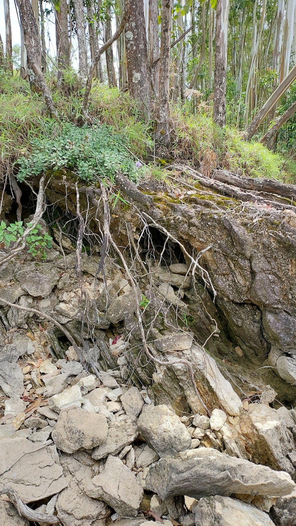 a rocky area with trees