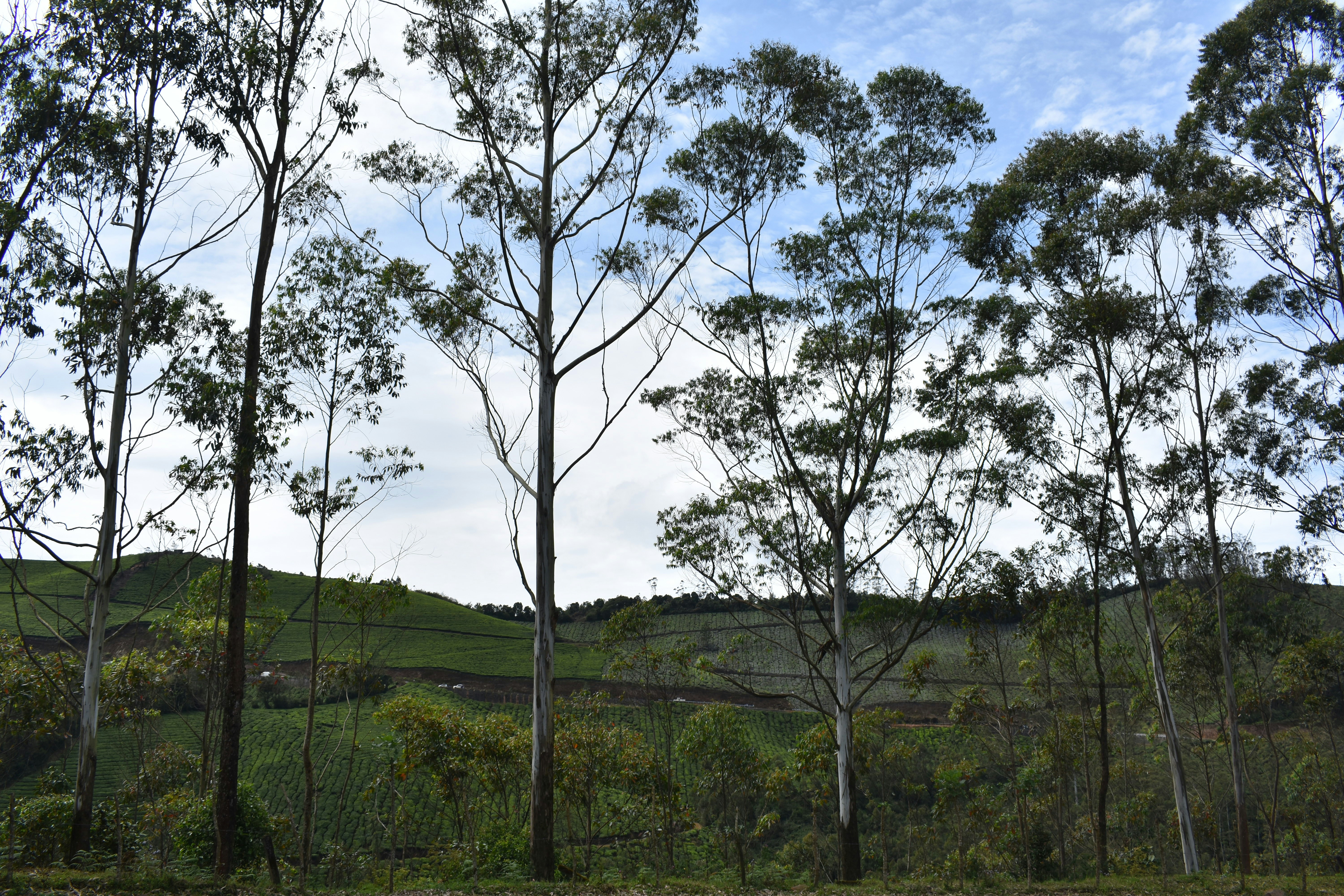 a green field with trees