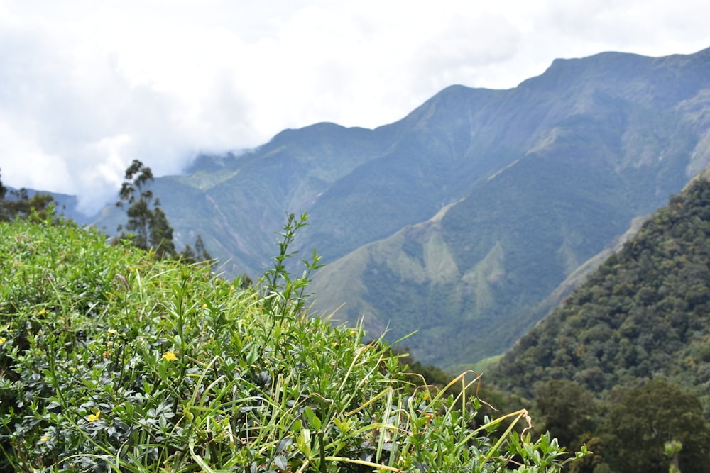 a valley with trees and mountains in the background