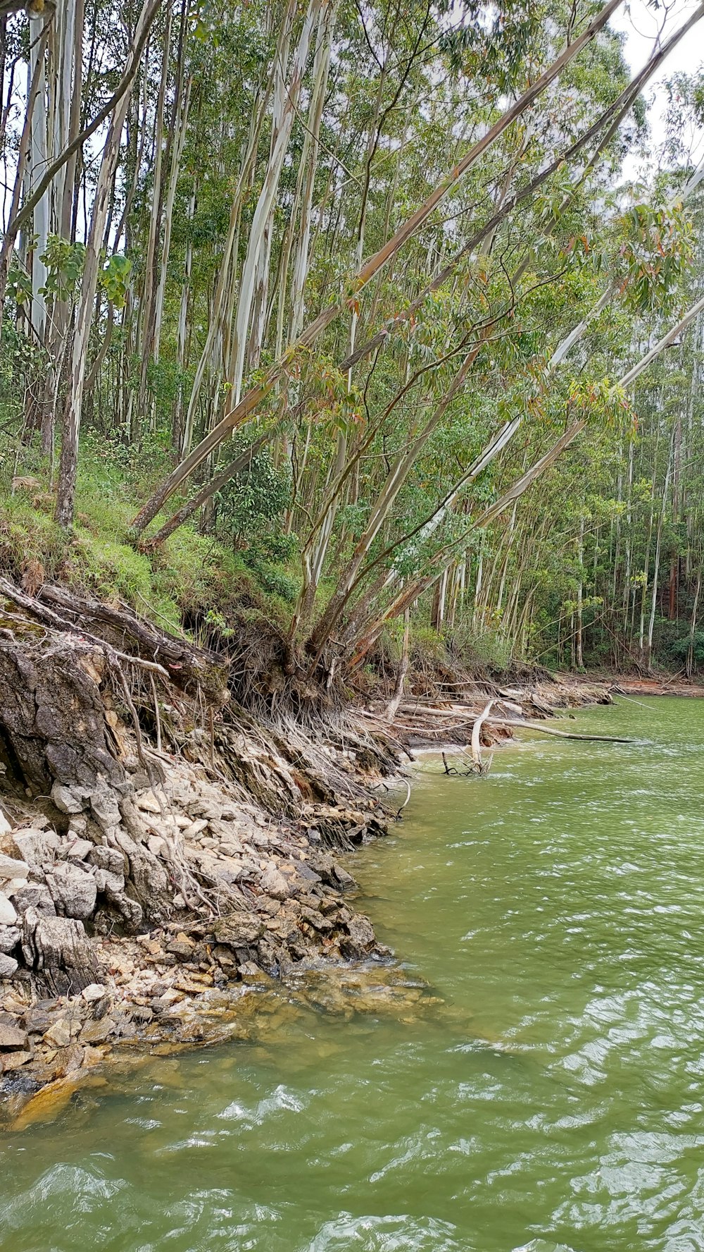 a river with trees on the banks